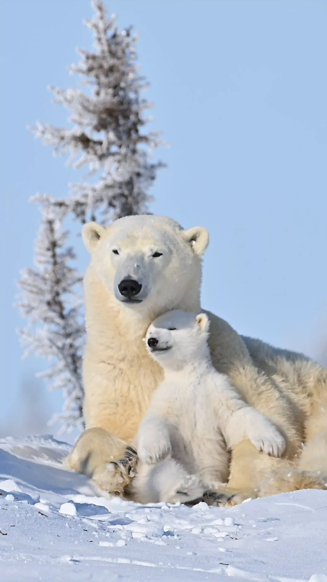 A polar bear mother cuddles and plays