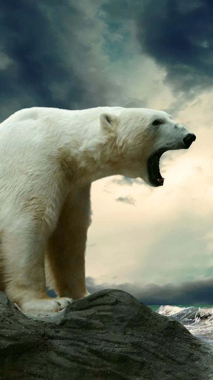 Bear Animal Polar Bear Phone Wallpaper