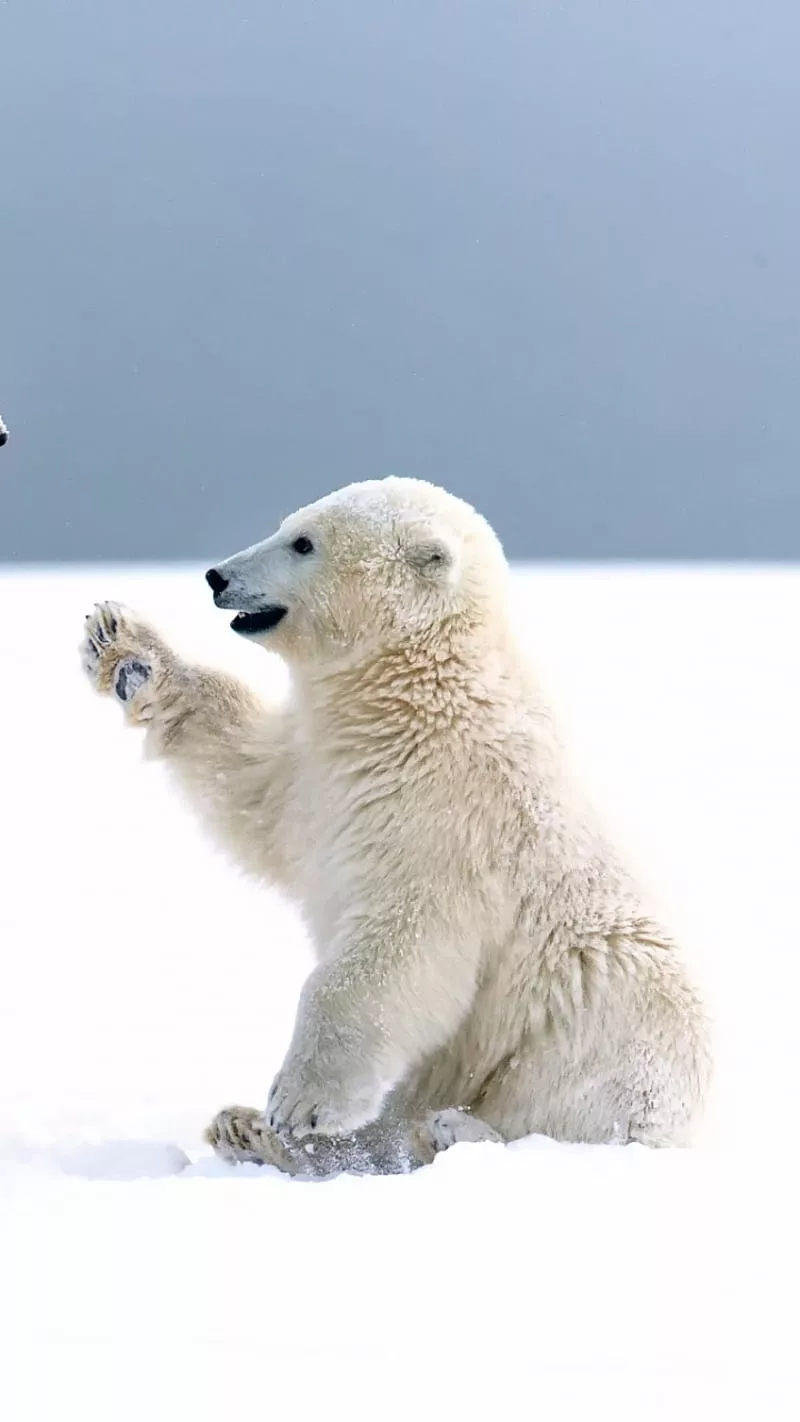 Polar bear, winter, HD phone wallpaper