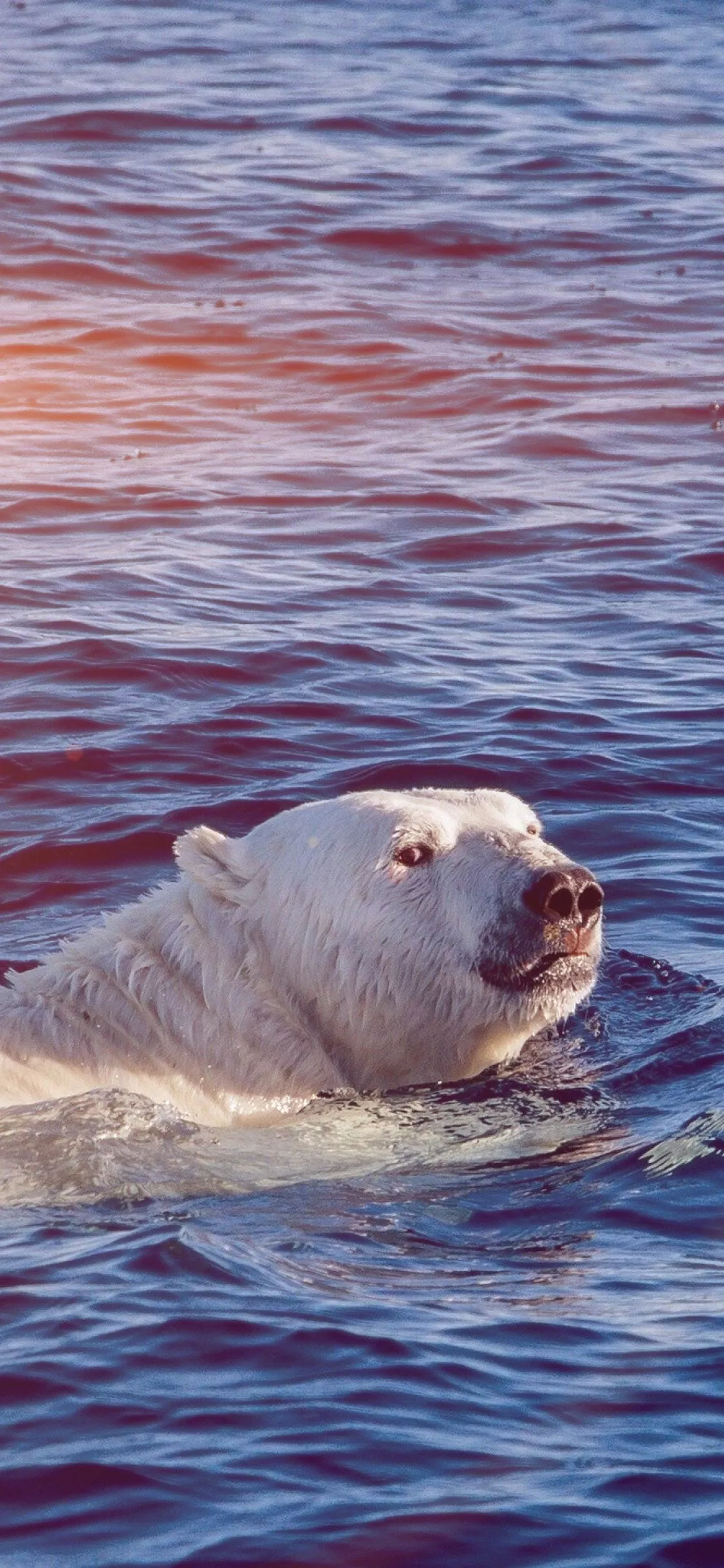 Dont Watch Me Swim Polar Bear Sea