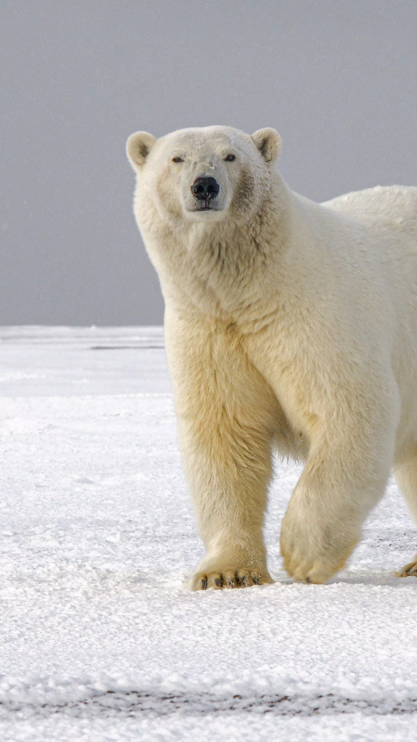 Download wallpaper 1350x2400 polar bear