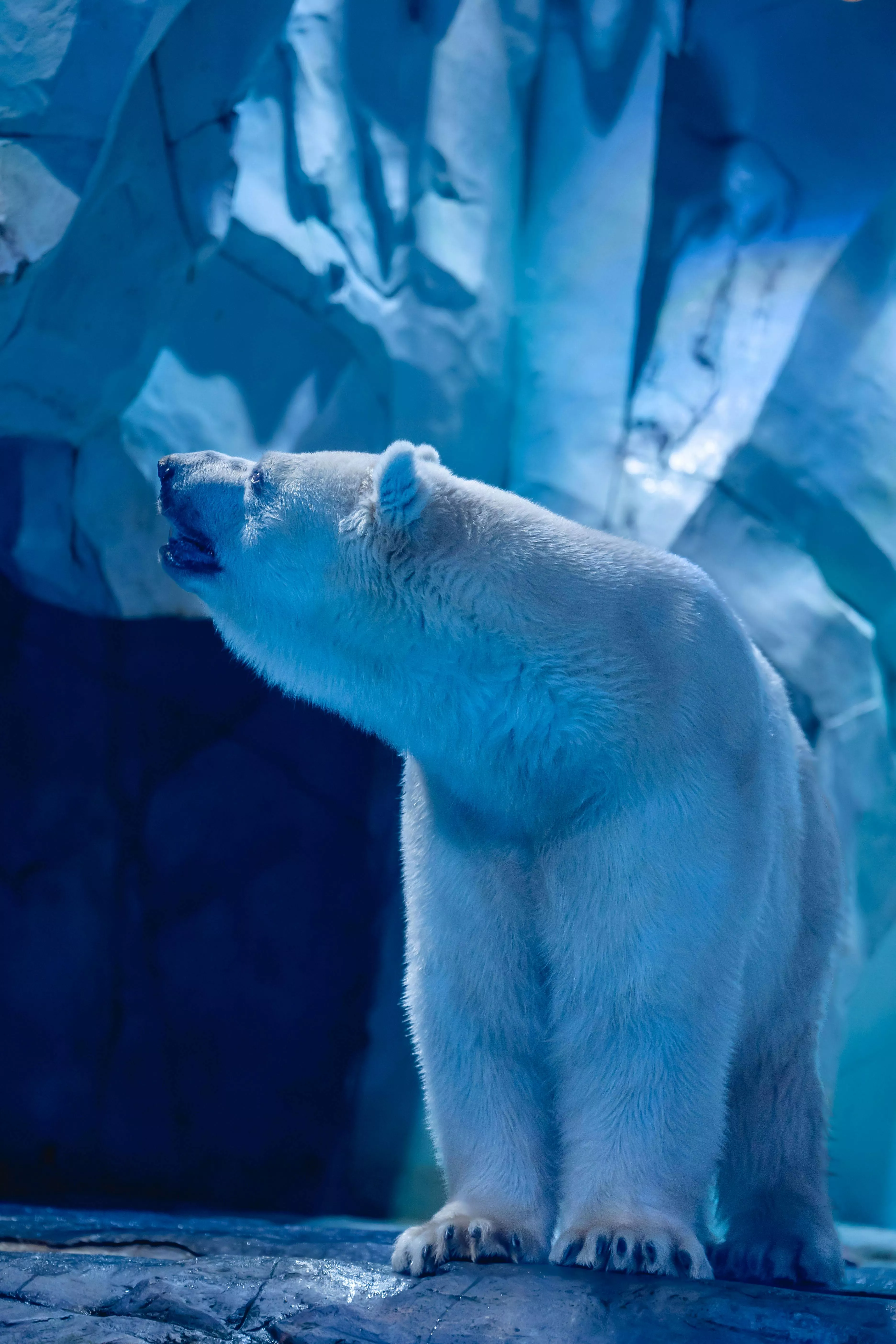 Polar Bear in Ice Cave · Free