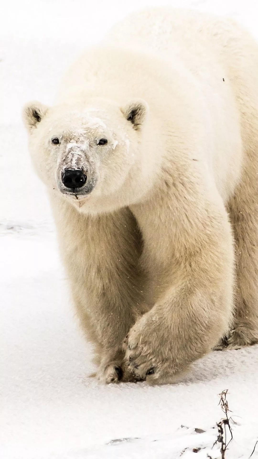 Polar bear Wallpaper. HD Wallpaper