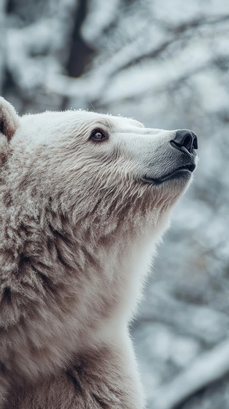 Polar Bear Wallpaper Image. Free