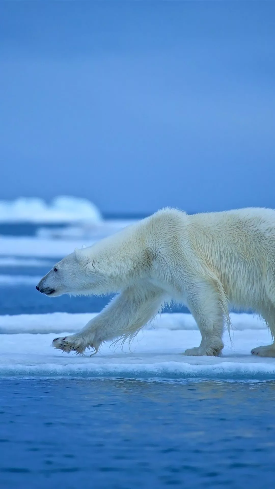 Polar bear walk, ice, snow, sea