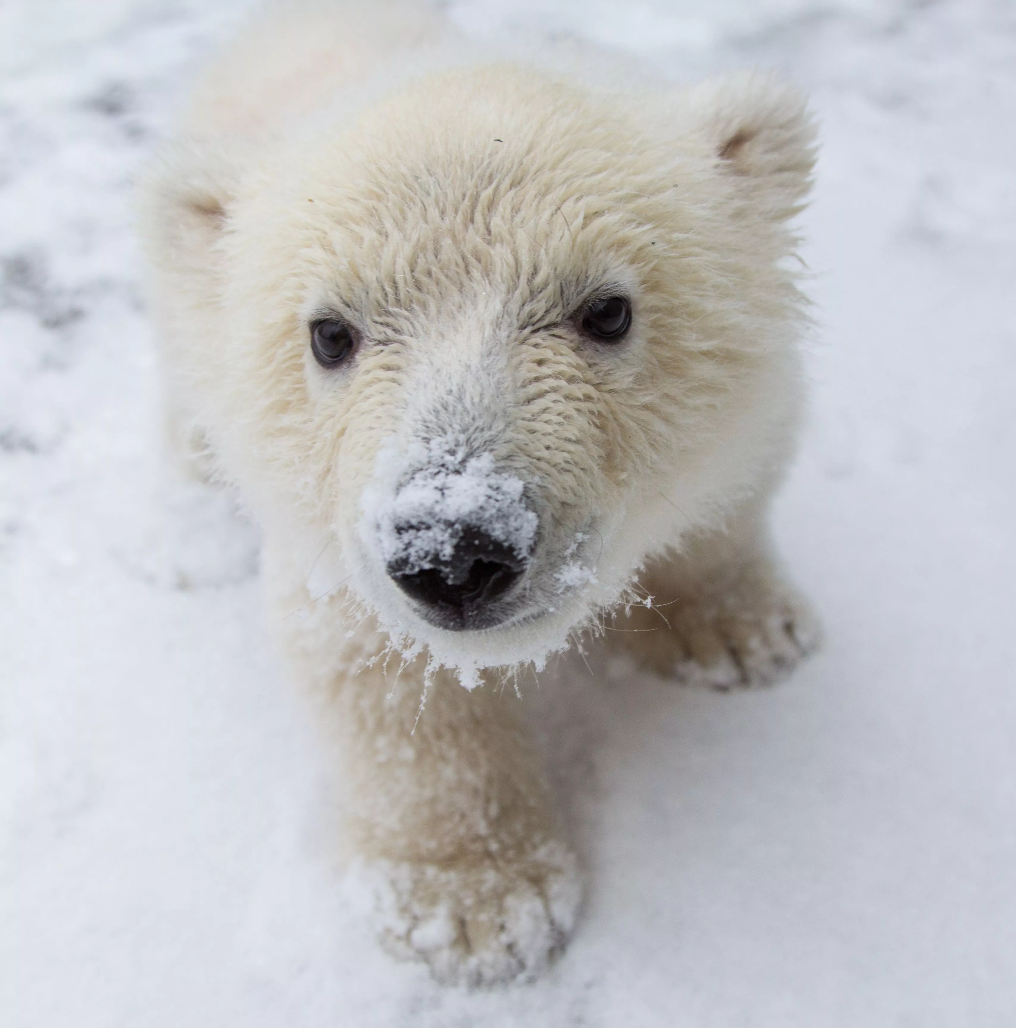 Living on Earth: Baby Polar Bear Rescue