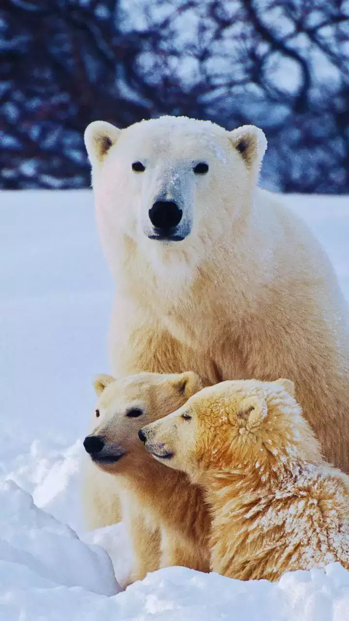 best places to spot polar bears