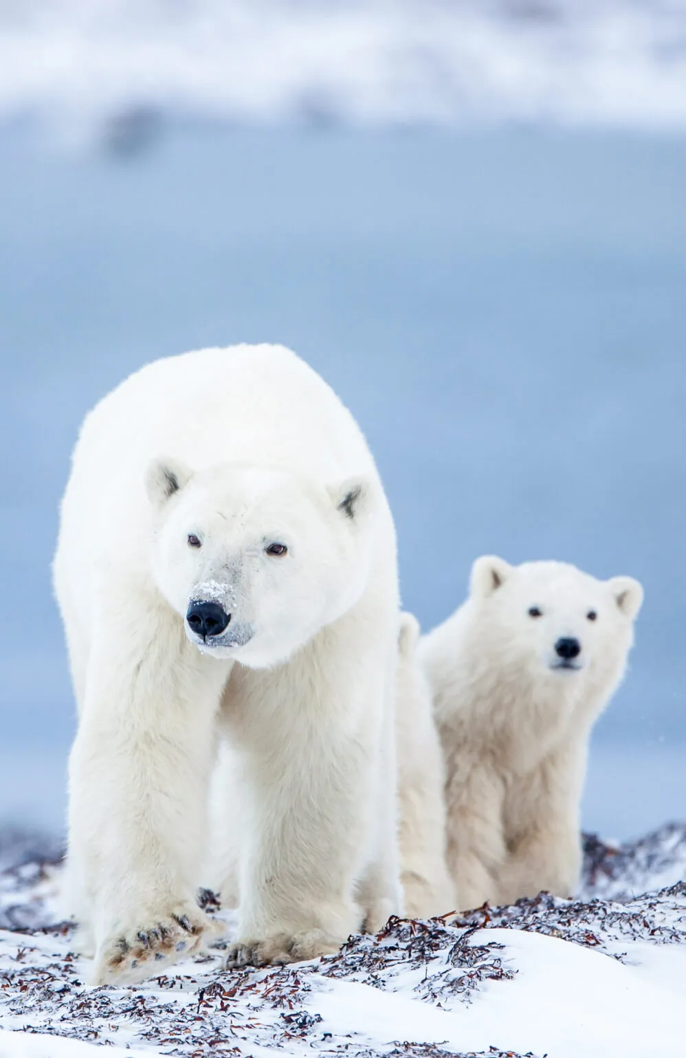 Days Polar Bear Expedition AED