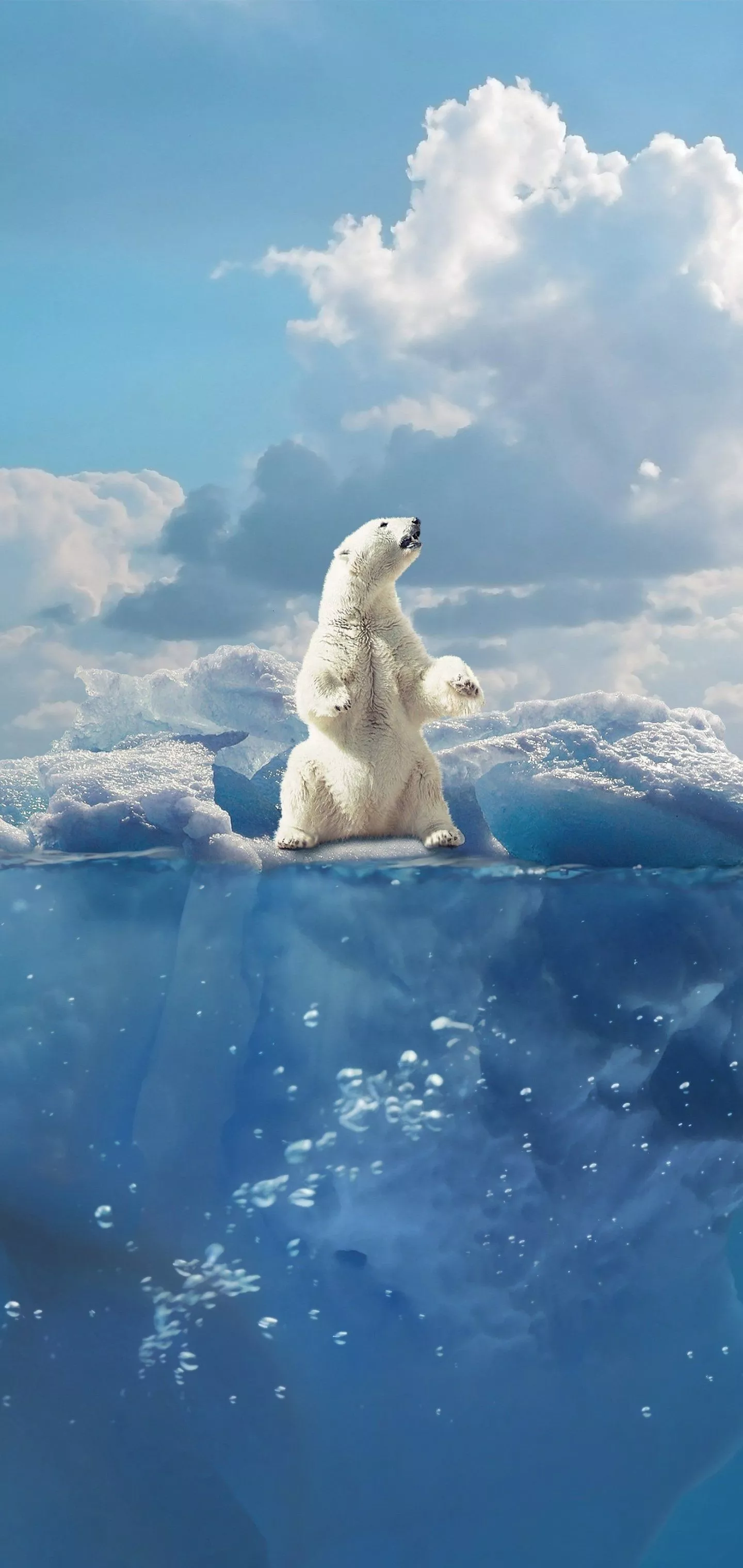 Water Sky Animal Polar Bear Phone Wallpaper