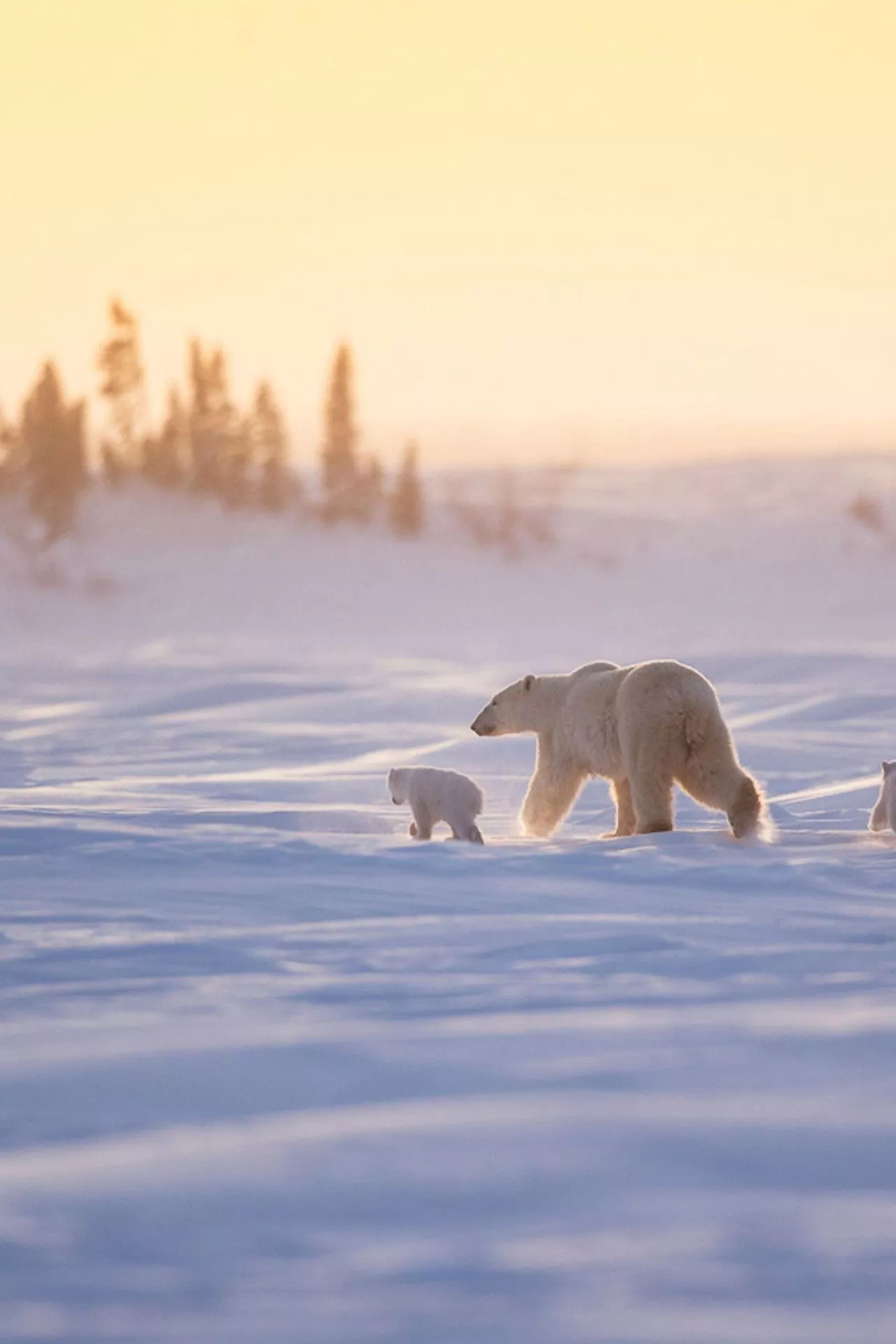 Photograph Stunning Wildlife