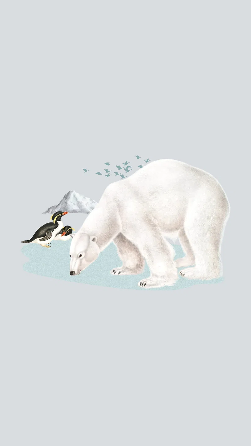 Polar Bear Wallpaper Image. Free