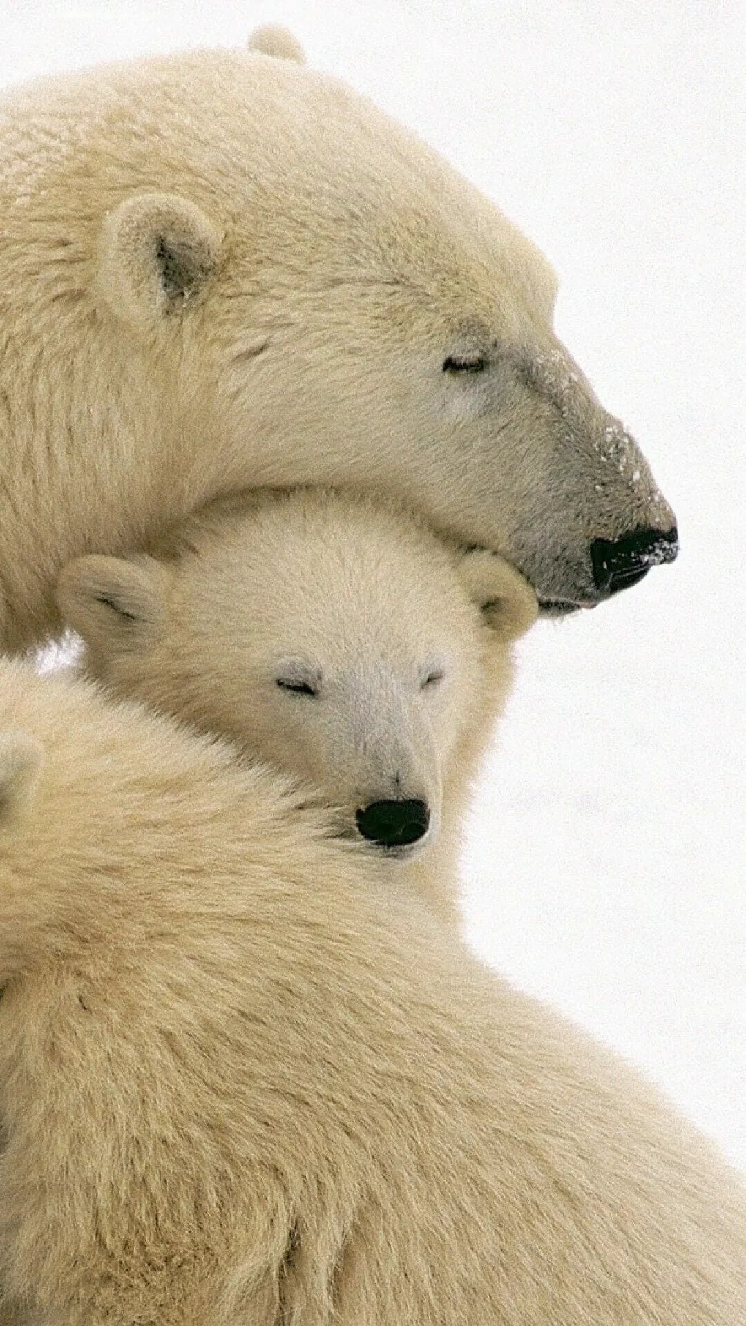 Bear Wallpaper