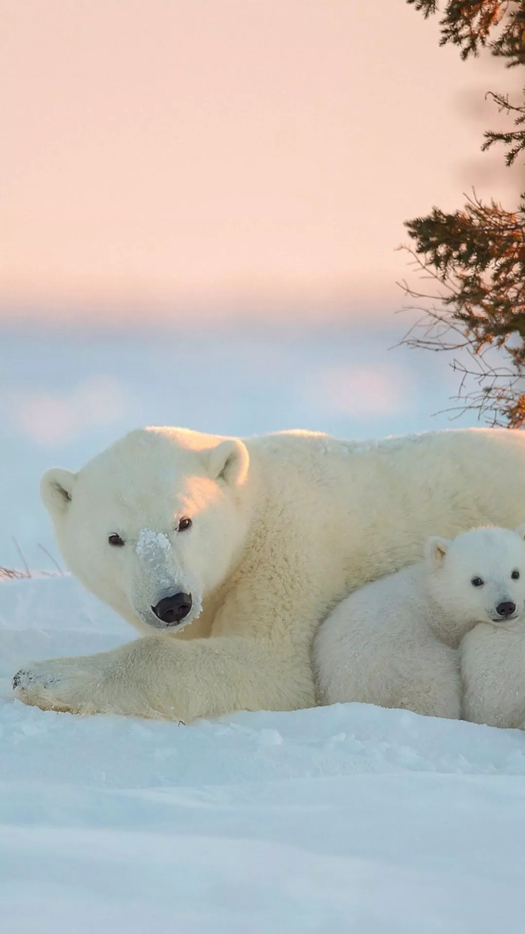 Polar Bear Wallpaper