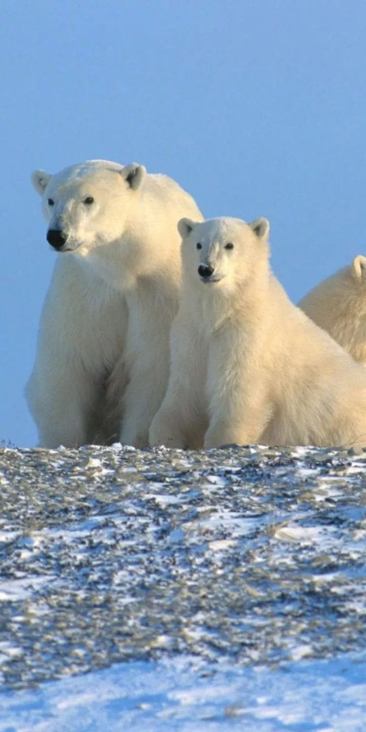 Bears, Animal, Polar Bear, 1158739
