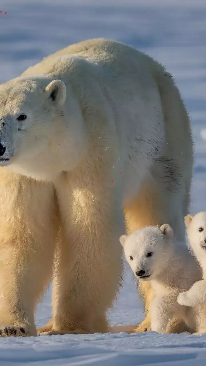 Earth Where You Can Spot Polar Bears