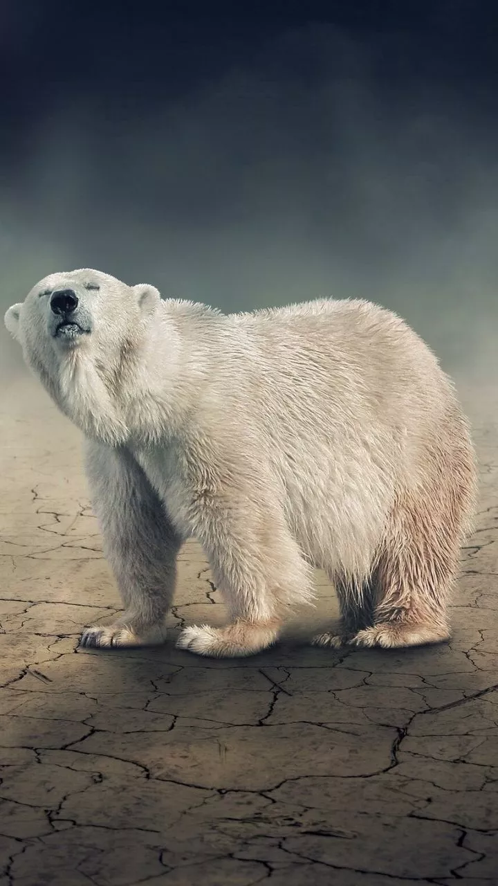 Polar Bear iPhone Wallpaper