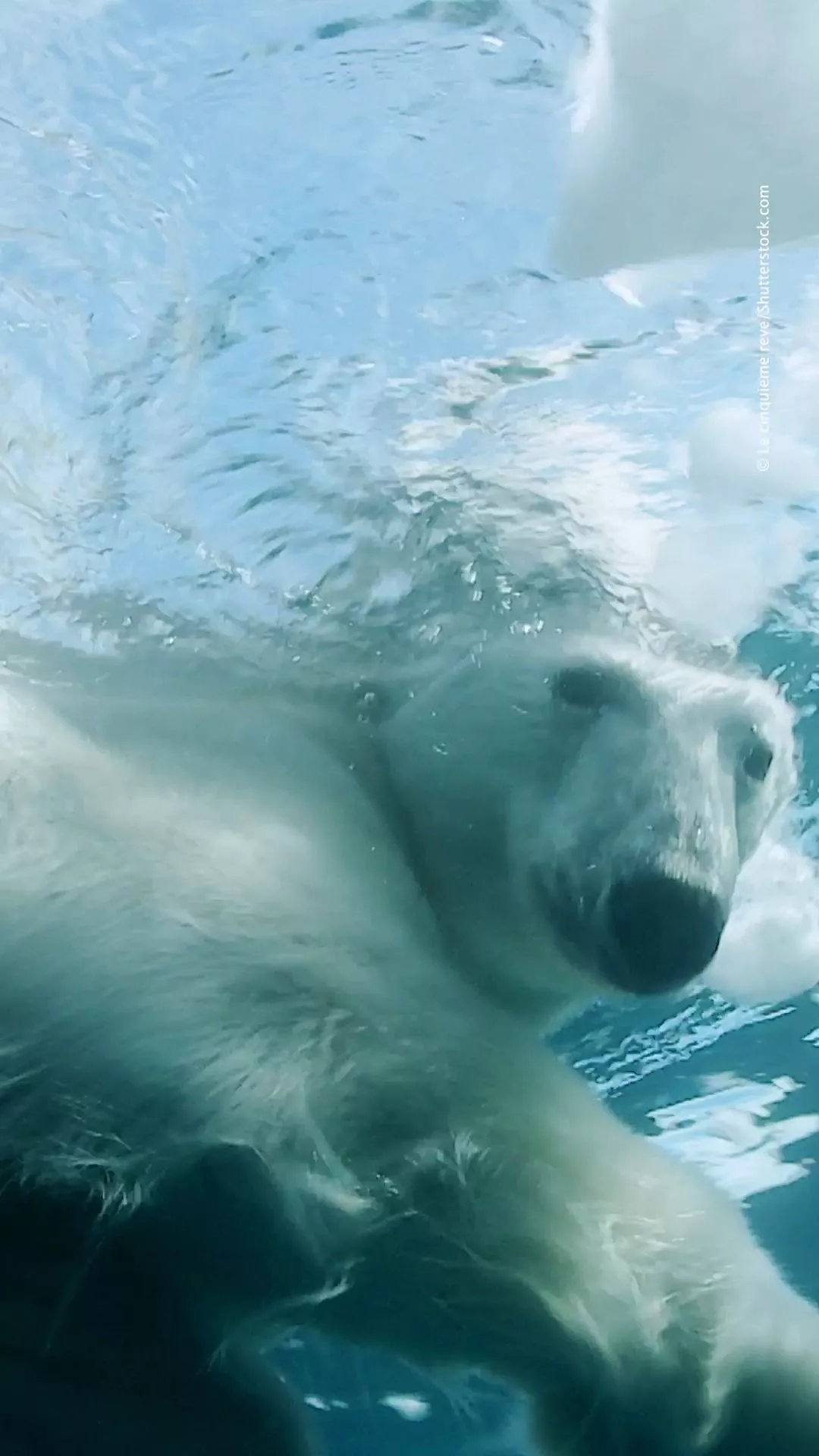 World Wildlife Fund bears