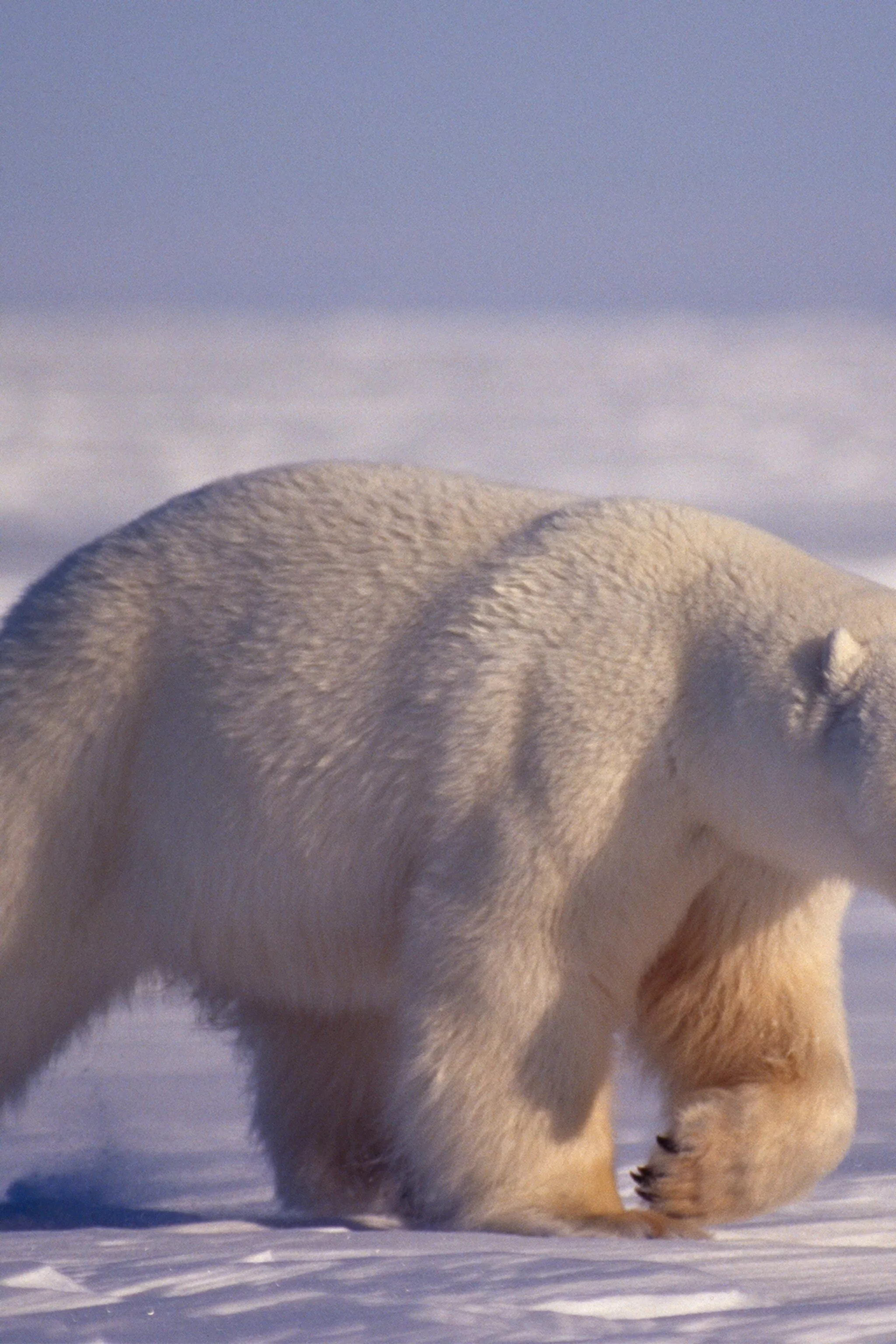 Is Pollution Weakening Polar Bears