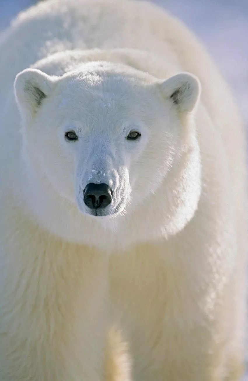 Polar Bear HD phone wallpaper