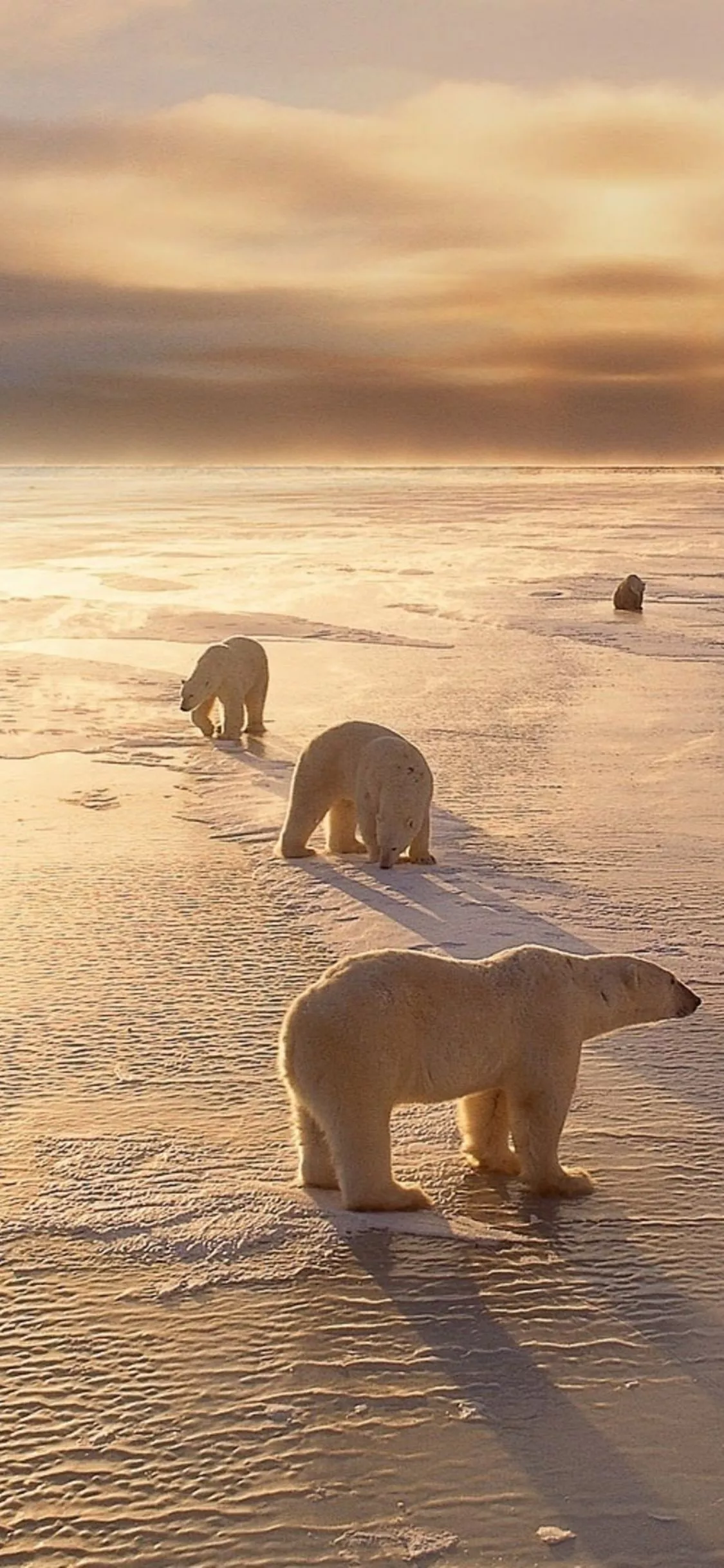 Polar Bear Wallpaper