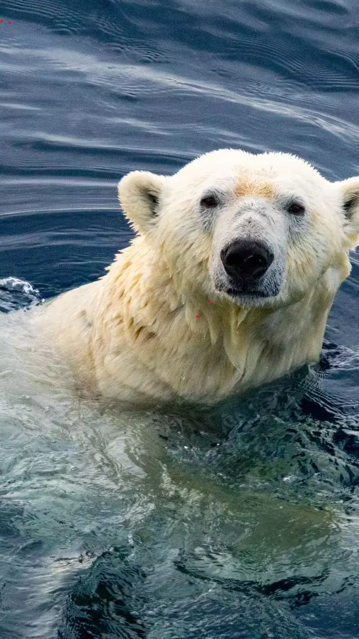 Earth Where You Can Spot Polar Bears