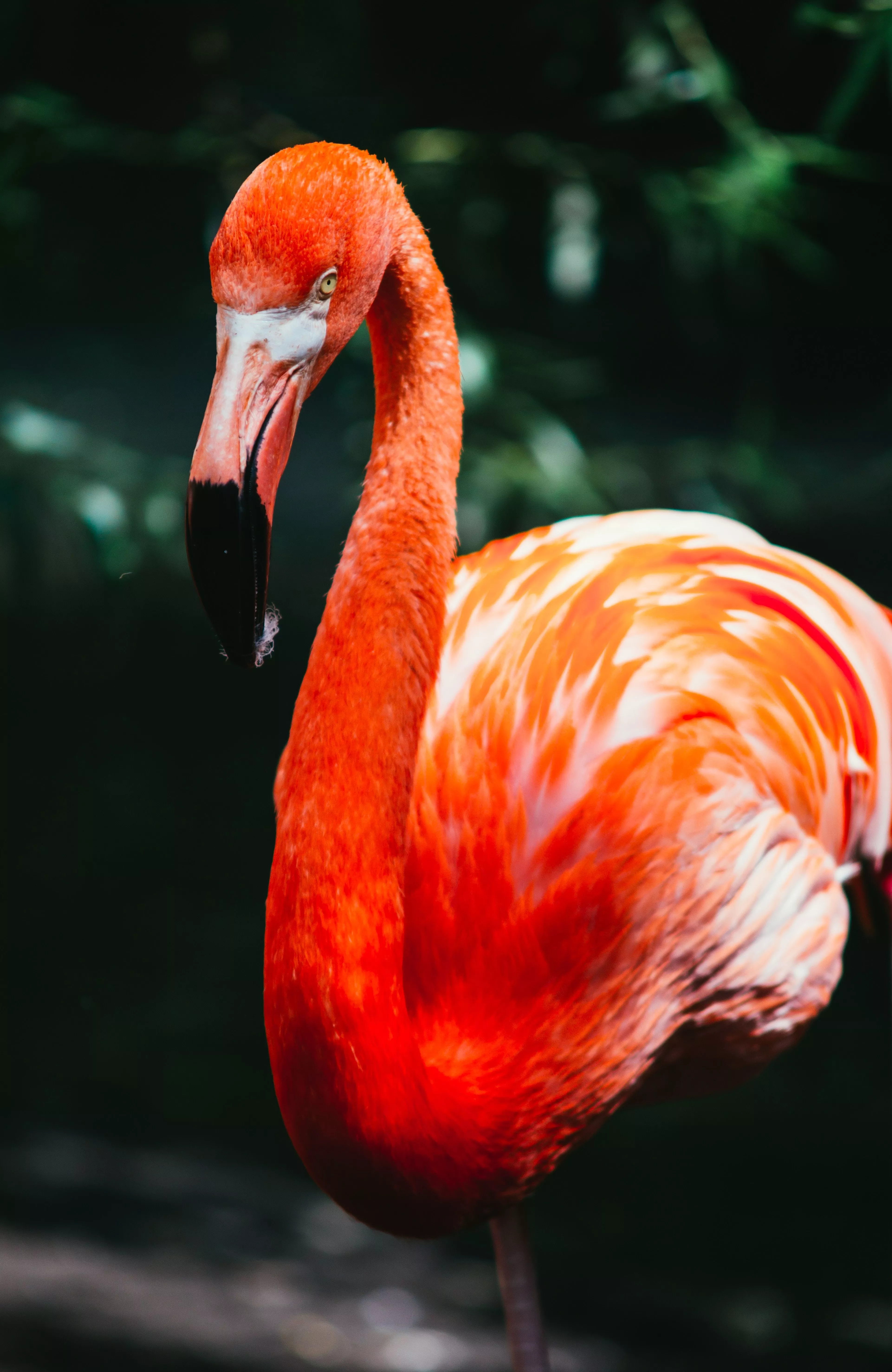 Flamingo, Bird, Exotic iPhone Wallpaper