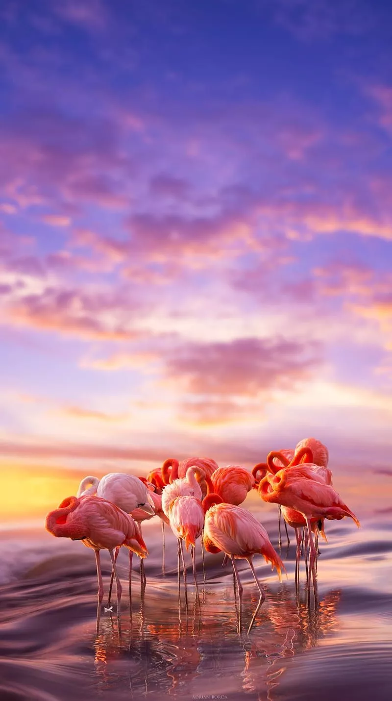 HD flamingo sunset wallpaper