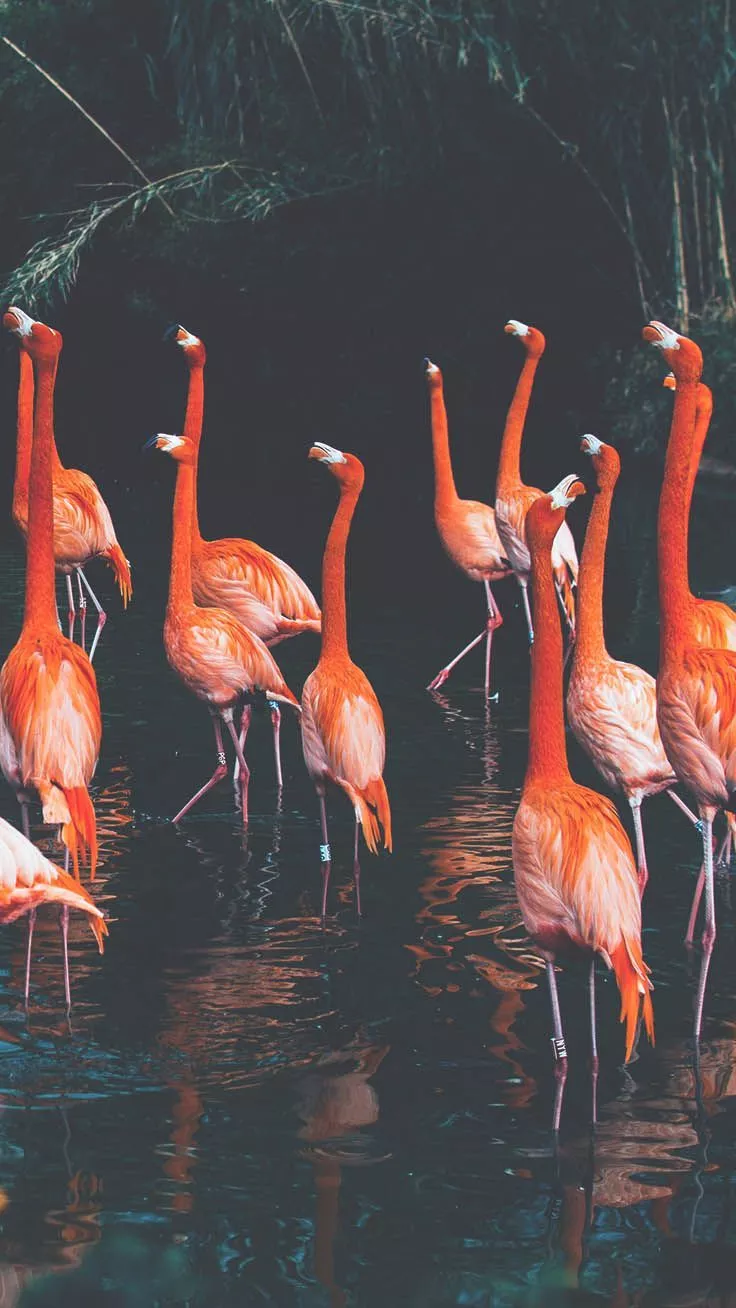FANCY FLAMINGOS. iPhone Wallpaper