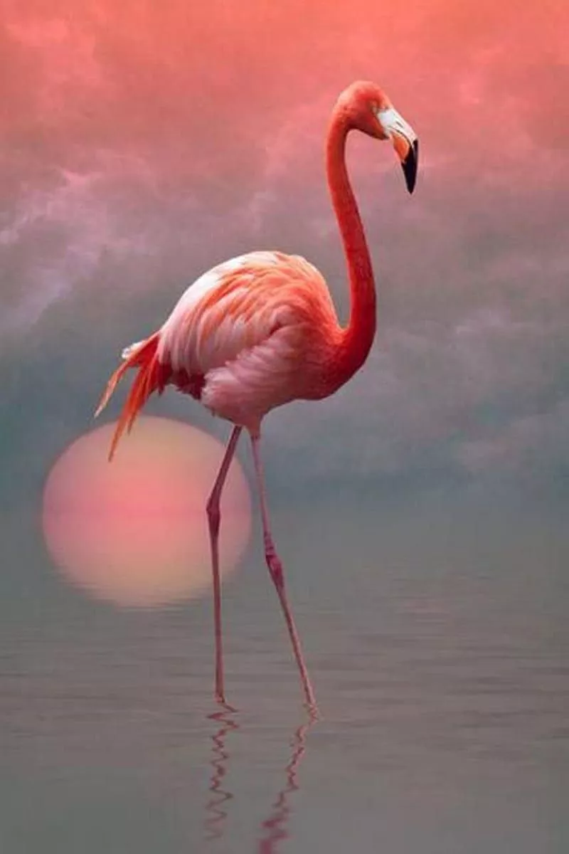 Flamingo, bird, cute, HD phone