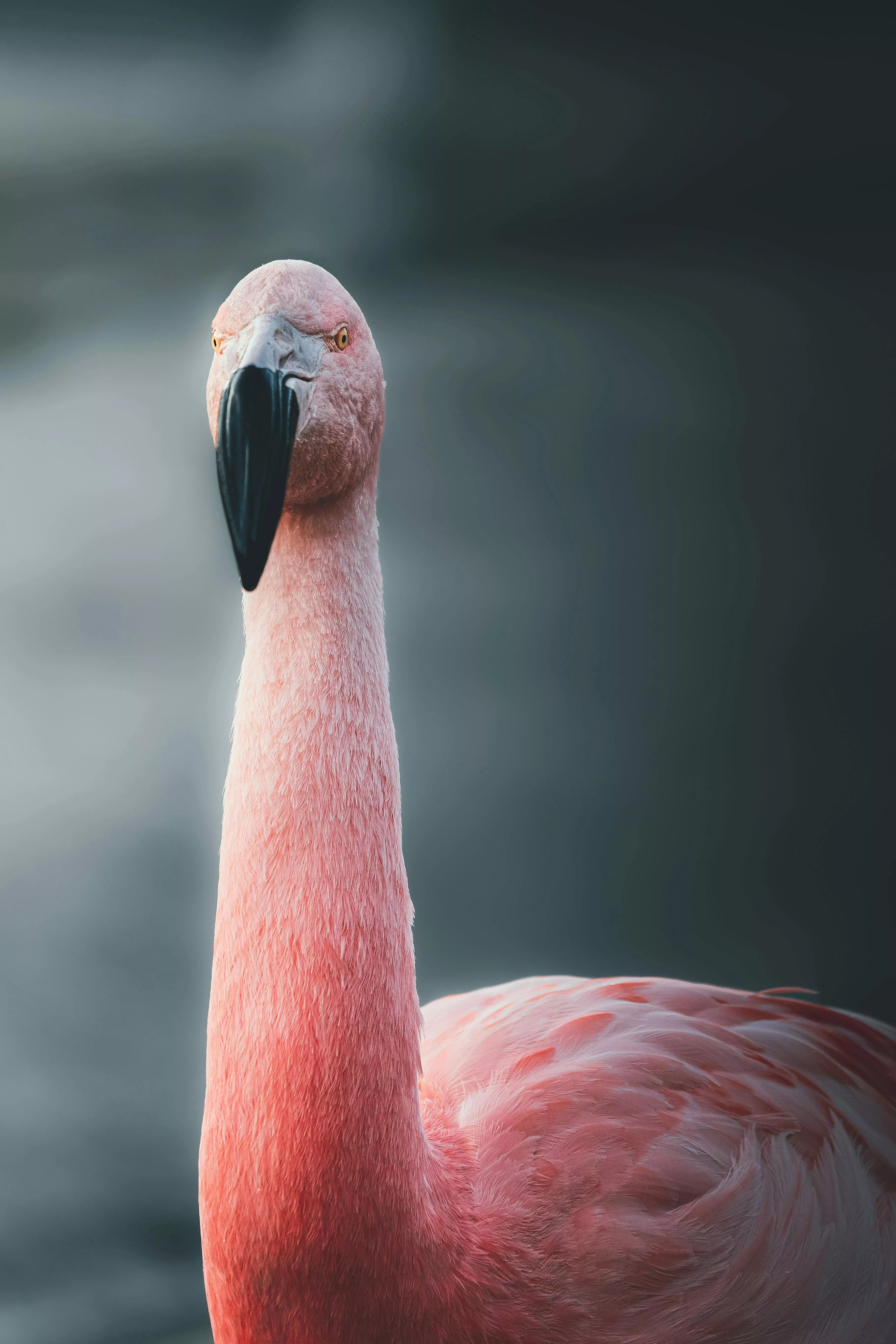 Shot of a Flamingo · Free