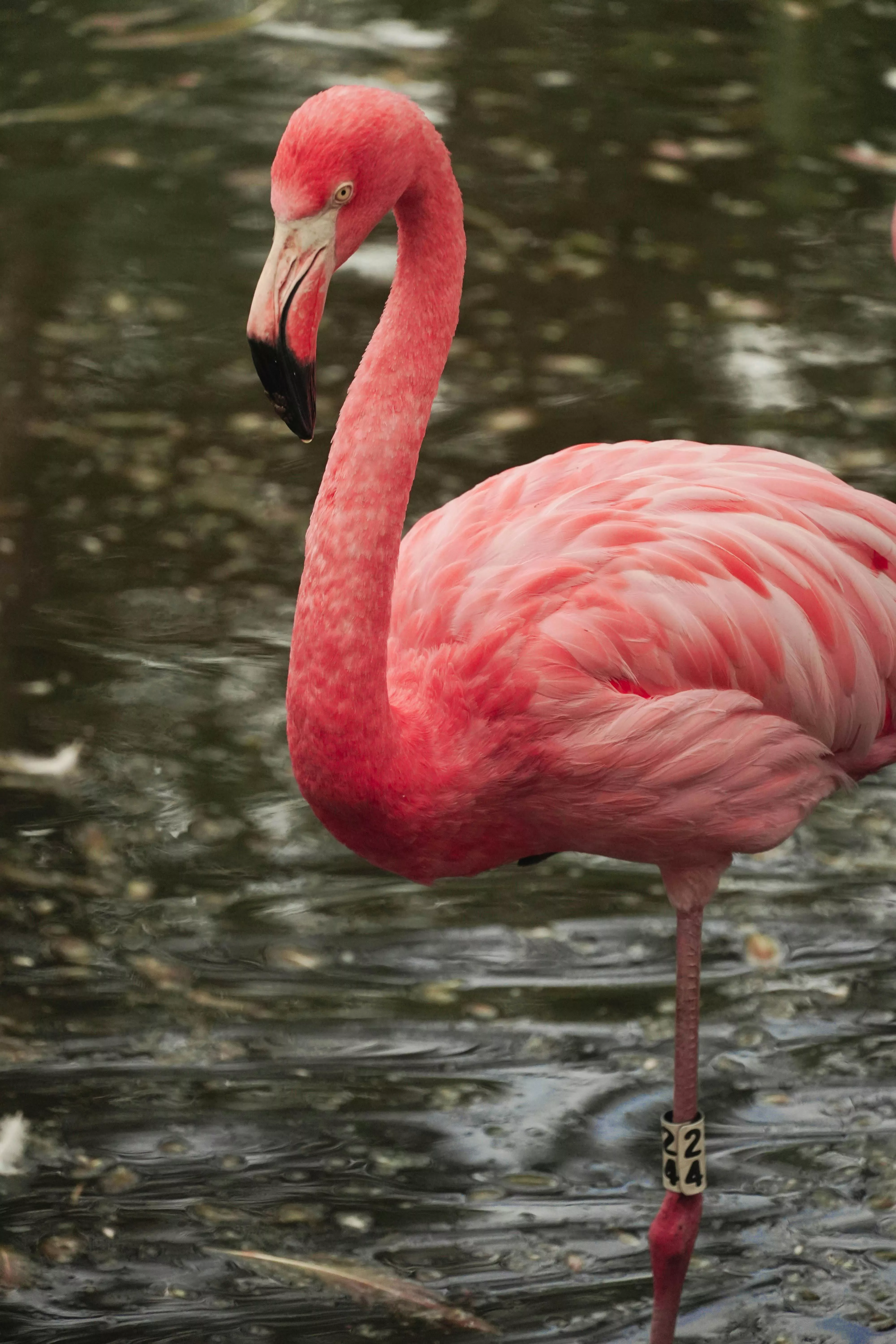 A Flamingo in Water · Free