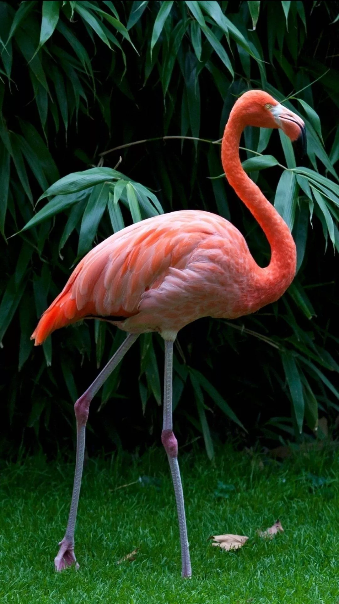 Download Animal Flamingo Phone Wallpaper