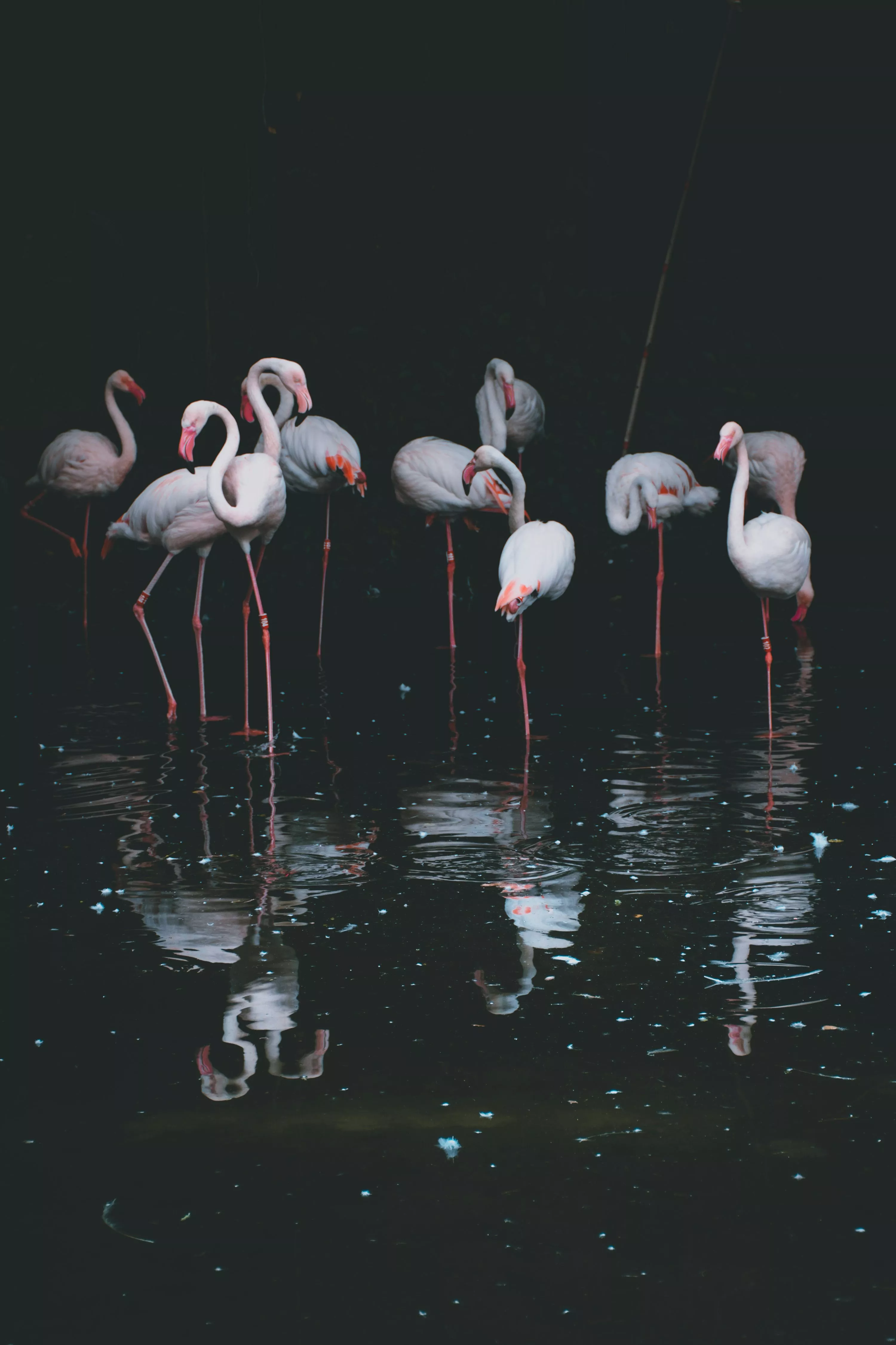 30,Flamingo Bird Picture