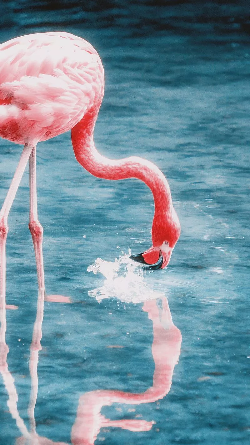 Pink Flamingo, aesthetic, animal, bird