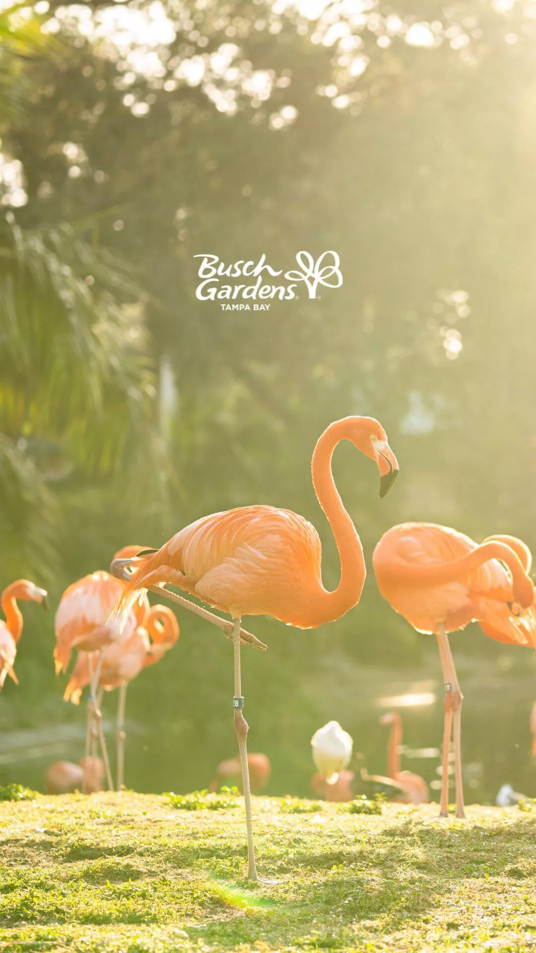 Busch Gardens Tampa Bay