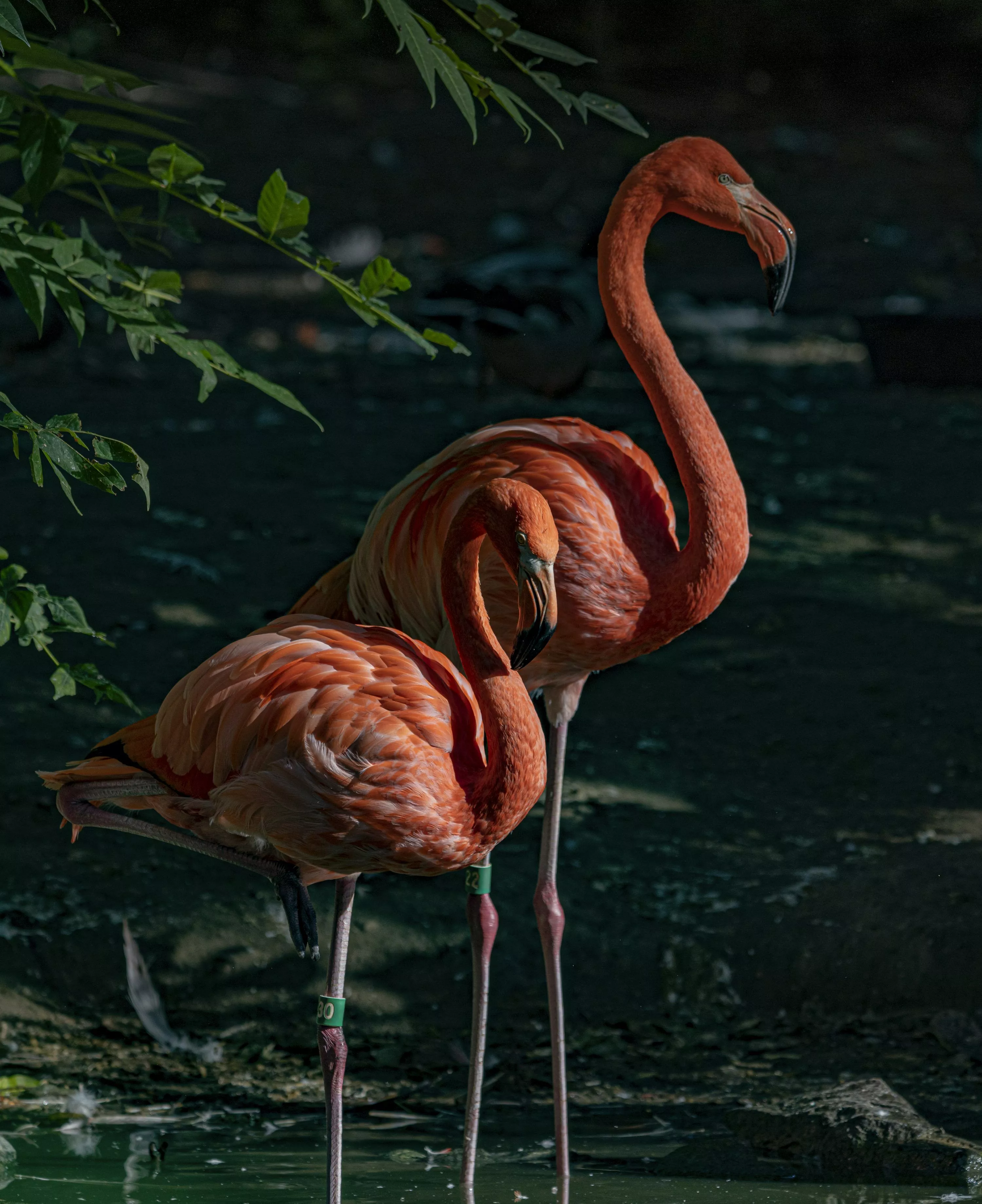 Flamingos Picture. Download Free