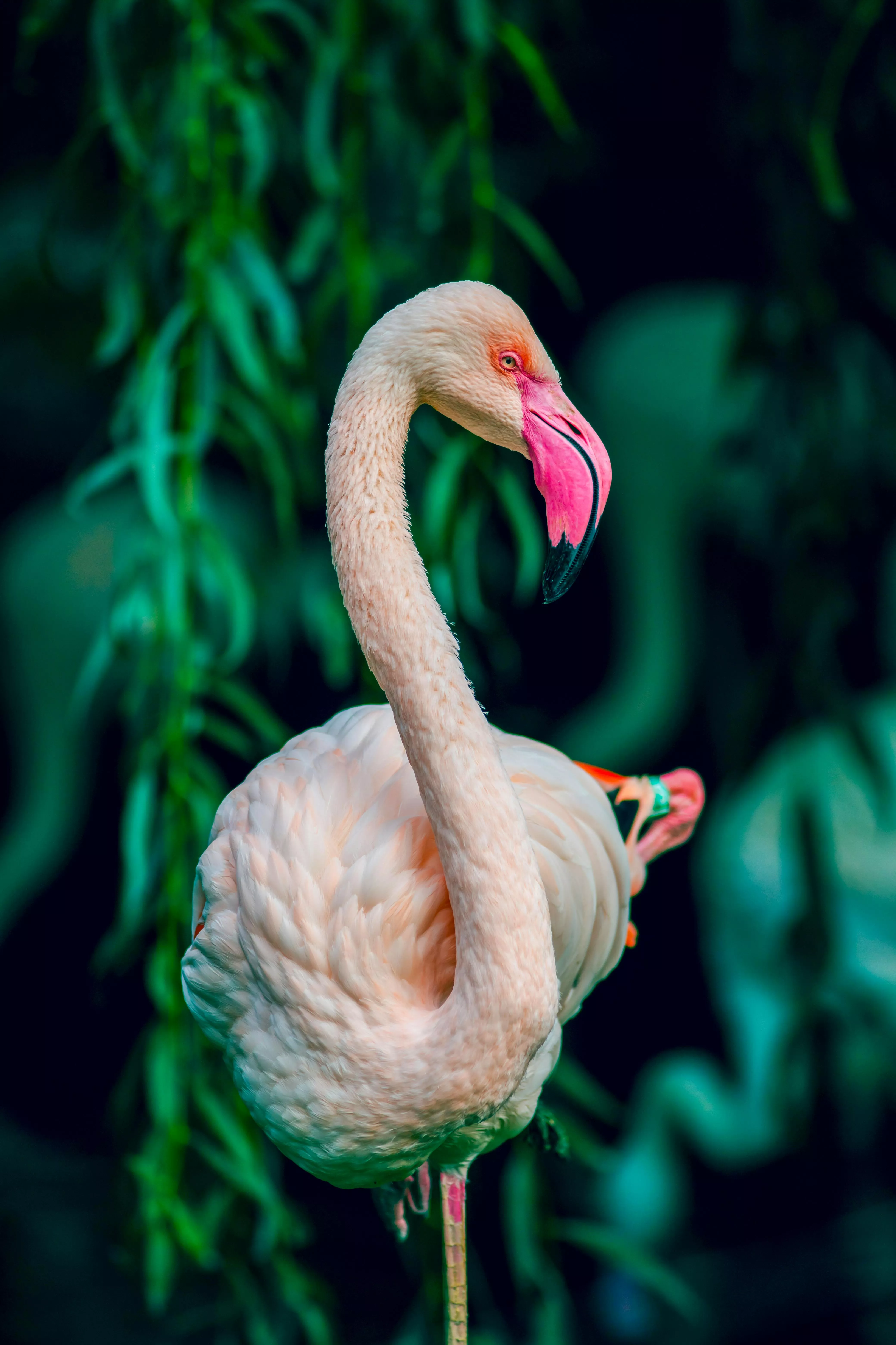 Greater Flamingo · Free