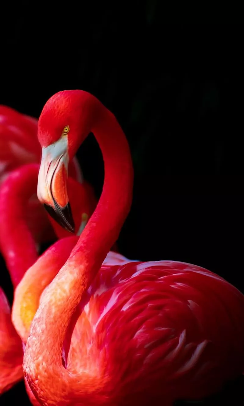 Beautiful flamingos, bonito, bird