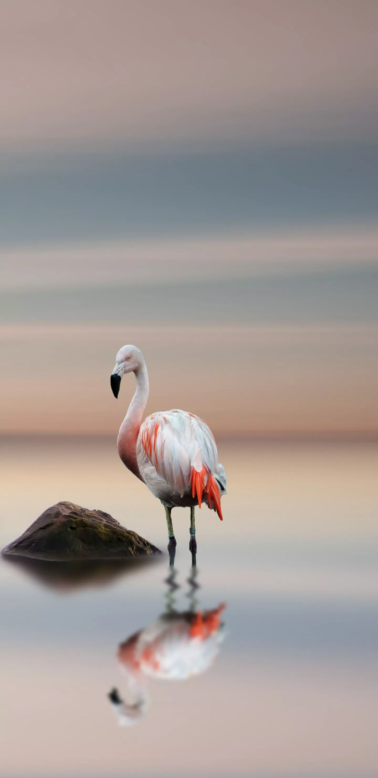 Download Animal Flamingo Phone Wallpaper