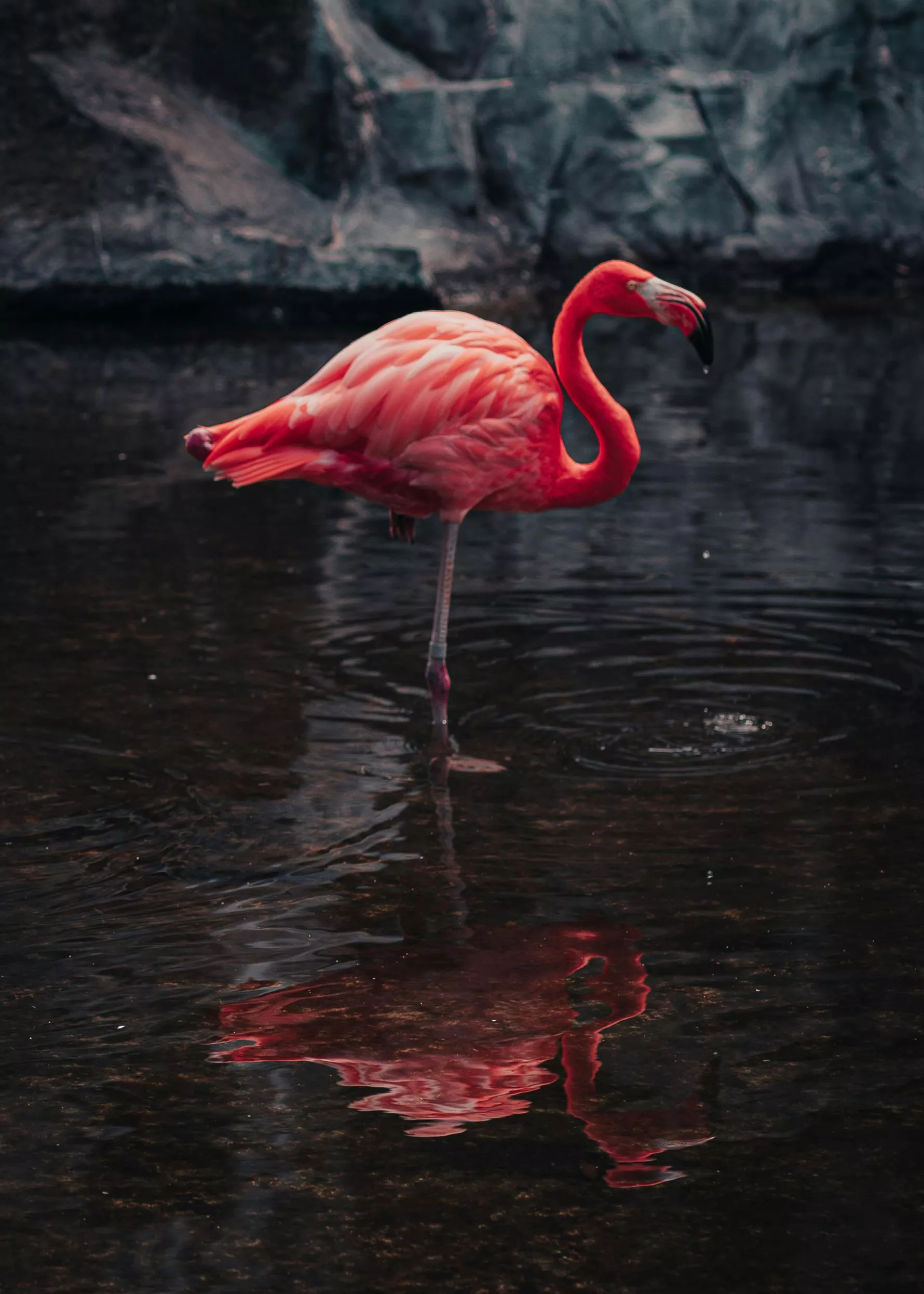 A Flamingo in Water · Free