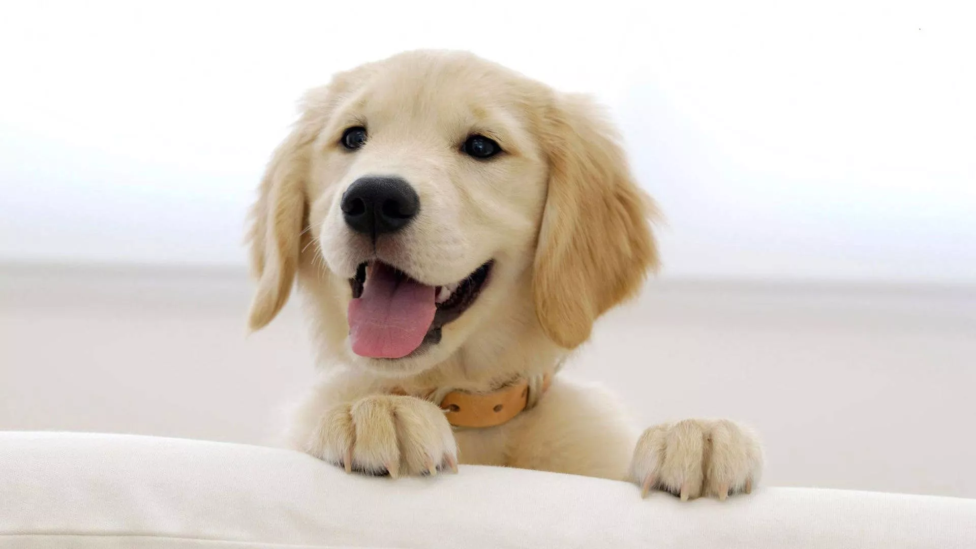 Golden Retriever Puppies Picture