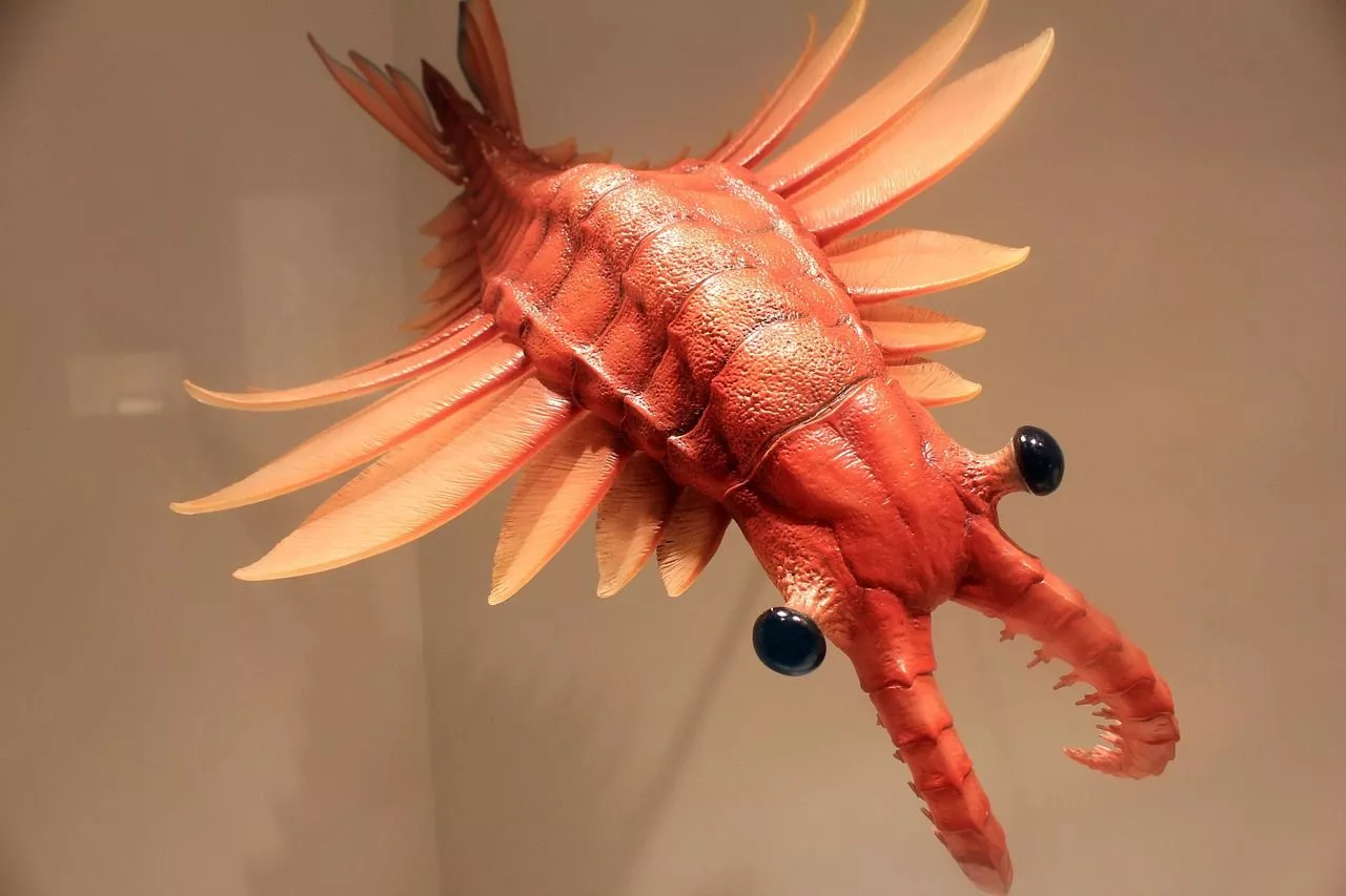Free Anomalocaris & Cambrian Image