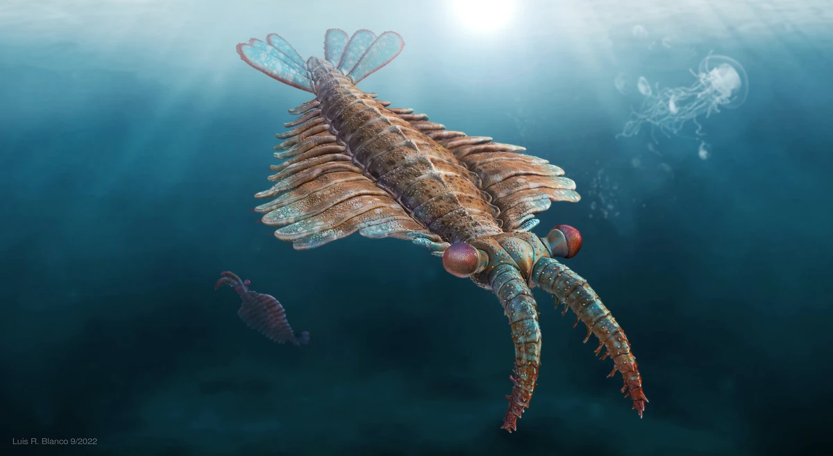 Anomalocaris Physiology. Superpower
