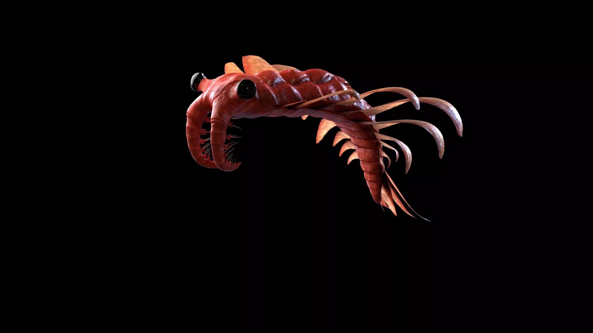 3D Anomalocaris Canadensis Model
