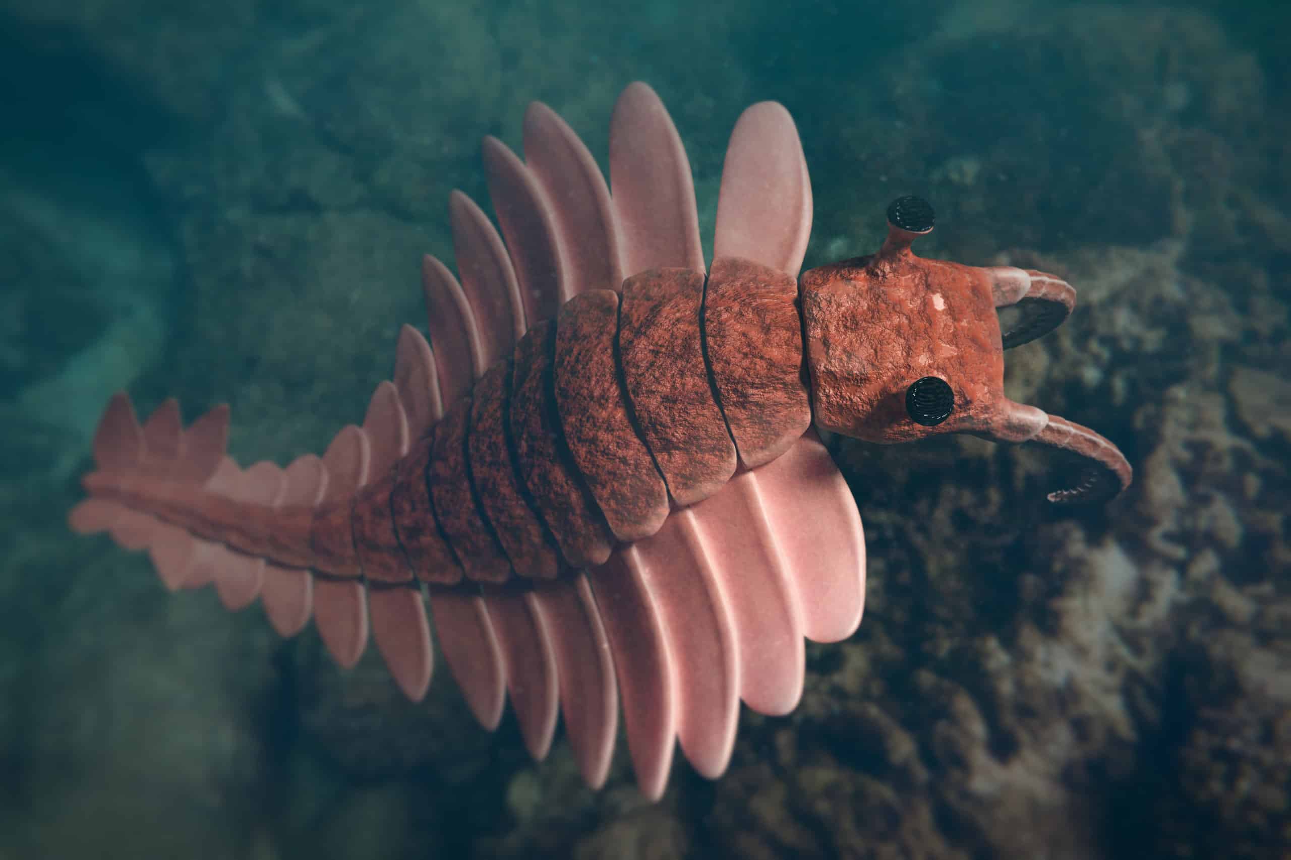 Anomalocaris Picture