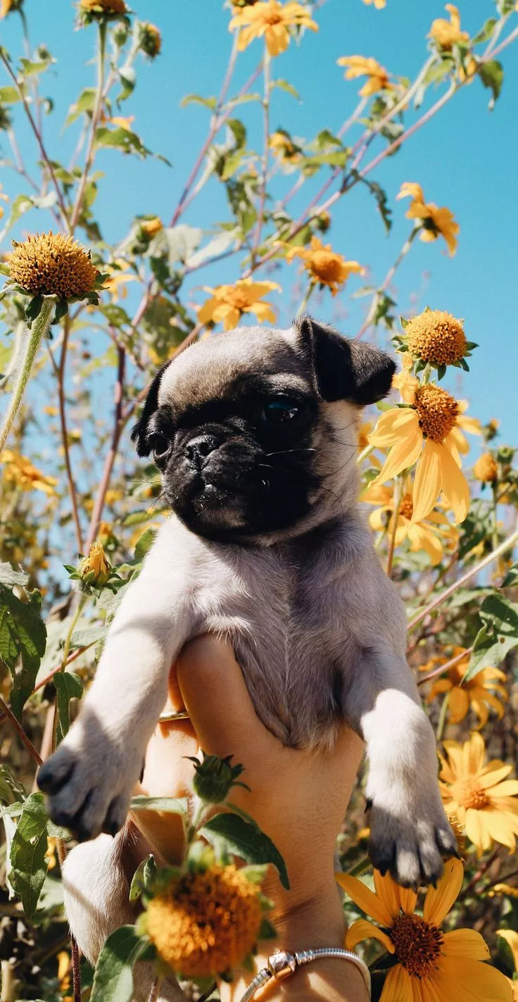 Pug Puppy in Sunflower Field Wallpaper