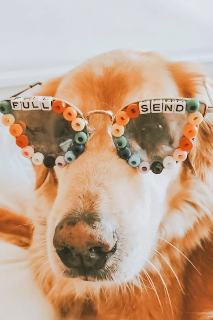 Sporty Dog with Full Send Sunglasses