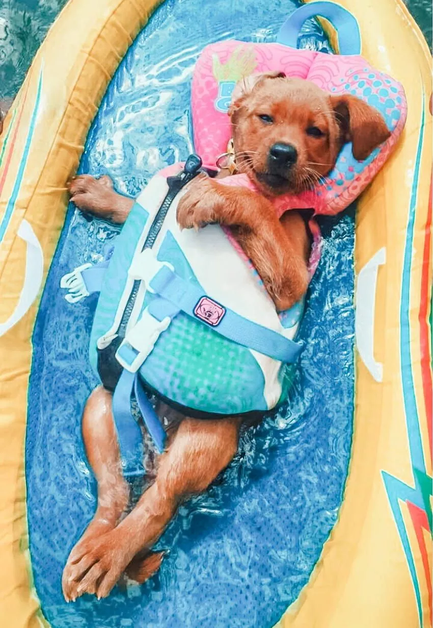 The Coolest Ready For Summer Dogs