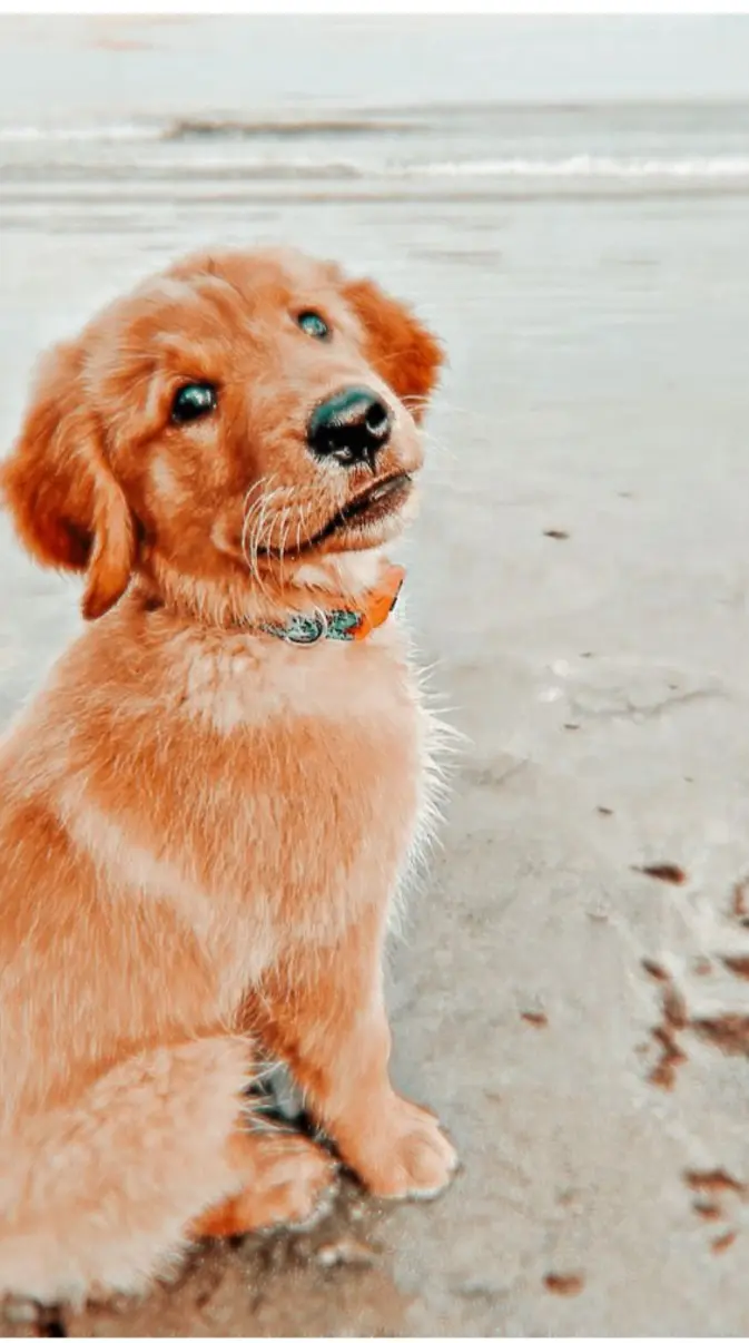 Beach dog wallpaper