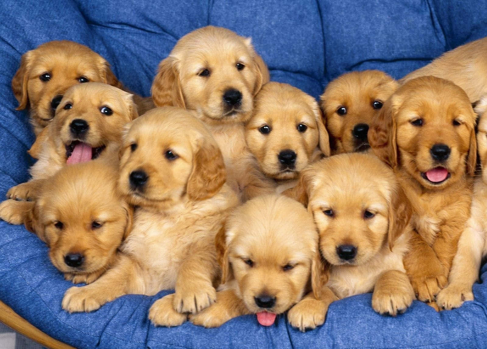 Cute Little Puppies Wallpaper
